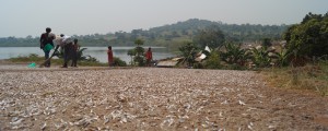 Dried fish, Uganda